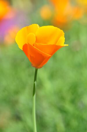 Orange wild flower at Doi Inthanon National Park Chiang mai Thailandの写真素材