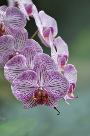 Phalaenopsis orchid, Chiang Mai, Thailandの写真素材