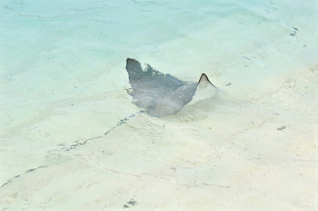 Small eagle ray swimming by the shore, Maldivesの写真素材