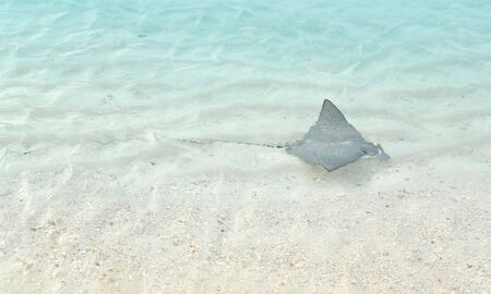 Small eagle ray swimming by the shore, Maldivesの写真素材