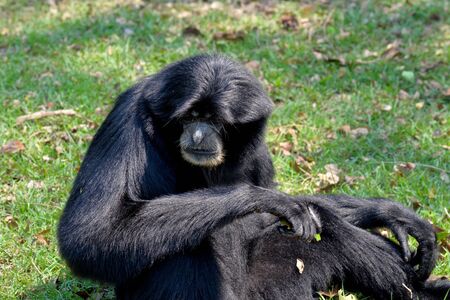 Siamang, black furred gibbon, Thailandの写真素材