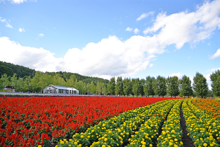 Farm Tomita is one of the famous tourist attraction flower field in Furano, Hokkaido, Japanのeditorial素材
