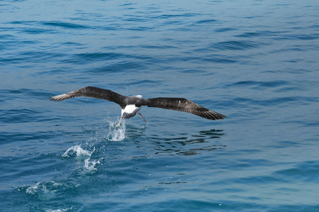 Albatross, Kaikoura, New Zealandの写真素材