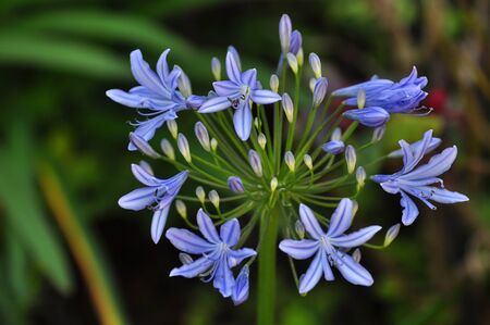 Agapanthus at Doi Inthanon National Park, Chiang Mai, Thailand (close up)の写真素材