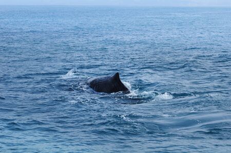 Sperm Whale. Picture taken from whale watching cruise in Kaikoura, New Zealandの写真素材