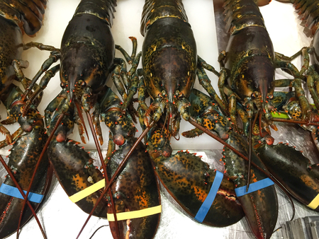 Live lobsters on the counter in the kitchenの写真素材