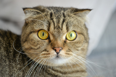 Tabby cat lying on sofaの写真素材