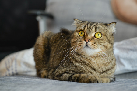 Tabby cat lying on sofaの写真素材