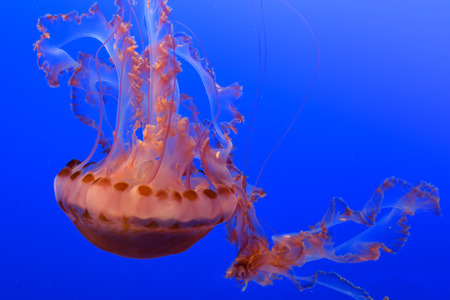 Jellyfish on blue backgroundの写真素材