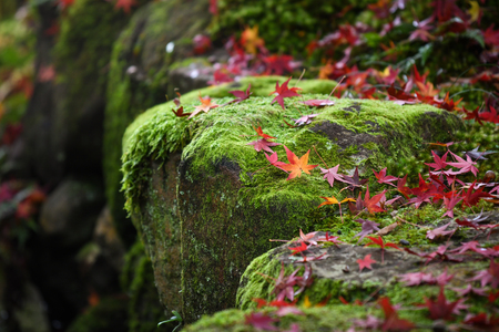 Fallen maple on the stone cover with mossの写真素材