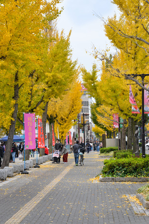 Many people are walking along rows of yellow ginkgo trees near Himeji castle, Japanのeditorial素材