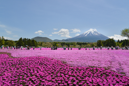 Many people enjoy the view of Fuji mountain and pink moss during Fuji Shibazakura Festival, Kawagujiko Japanのeditorial素材