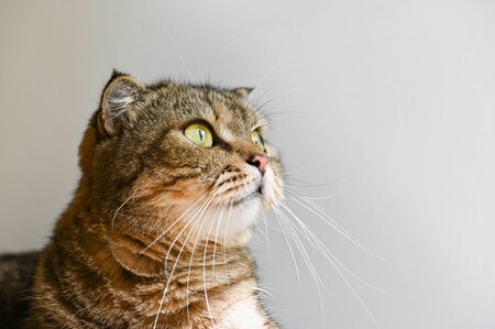 Brown tabby scottish fold cat looking up on white backgroundの写真素材