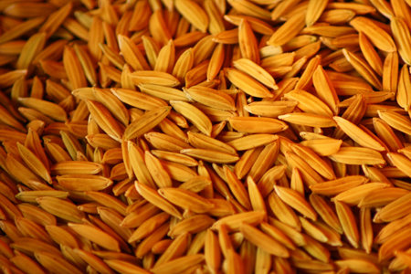 paddy rice