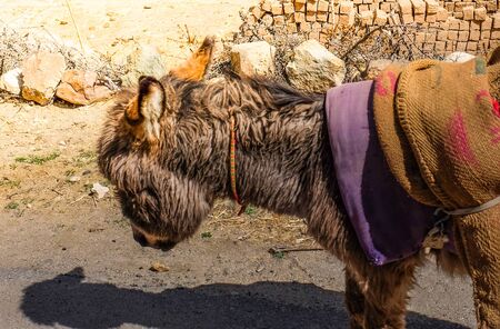 donkey carry things on its backの写真素材