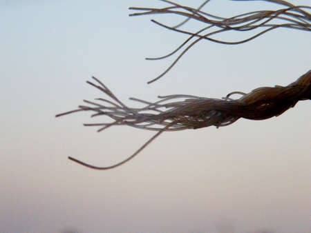 Split Endsの写真素材