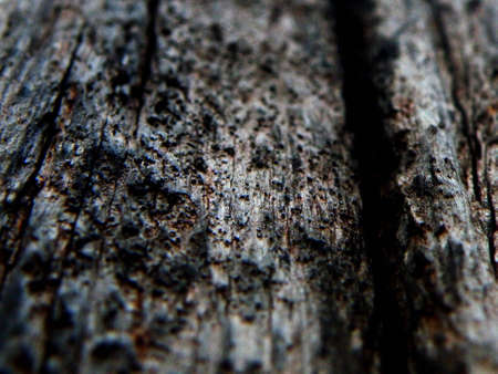 Weathered Woodの写真素材