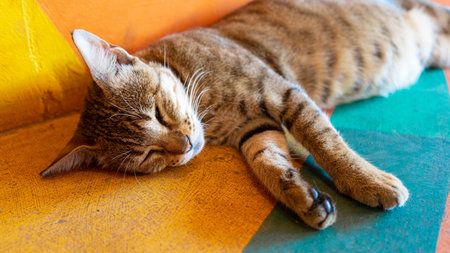 Cat sleeping portrait in a colorful background with orange and blue huesの写真素材
