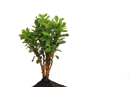 Tree in the background gardenの写真素材