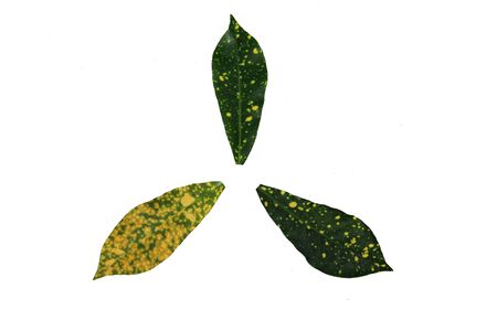 Natural pattern, isolated foliage backgroundの写真素材