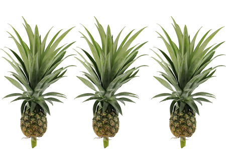 Pineapple, white backgroundの写真素材