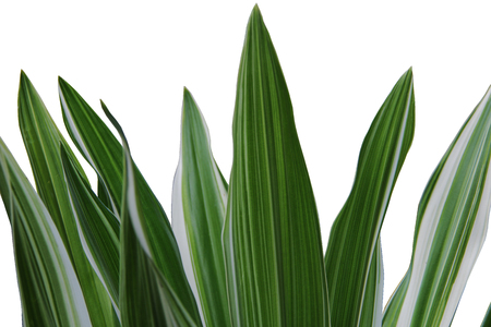 Leaves long on a white background.の写真素材