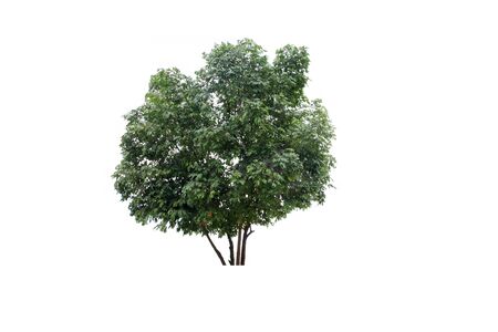 Tree isolated on a white backgroundの写真素材