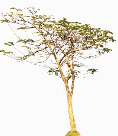 White background treeの写真素材