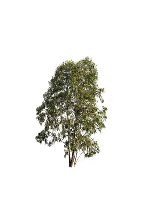 Tree isolated on a white backgroundの写真素材