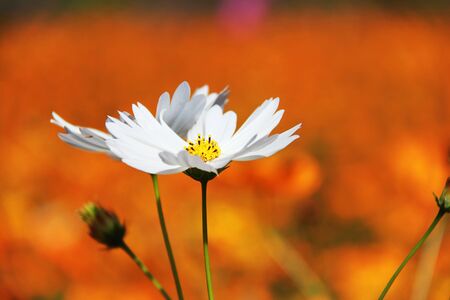 White flowers blurred backgroundの写真素材