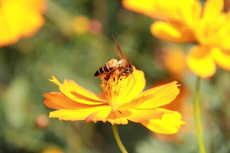 Bee and yellow flowers blurredの写真素材
