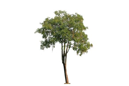 Tree isolated on a white backgroundの写真素材