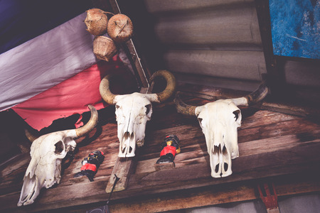 buffalo headの写真素材