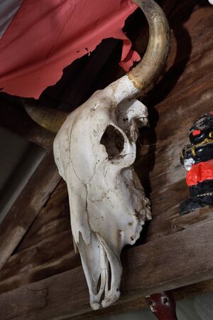 buffalo headの写真素材