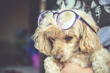 Poodle Dog owners love integrity.