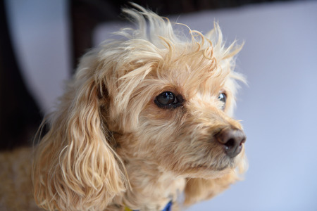 Poodle Dog owners love integrity.の写真素材
