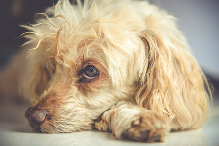 Poodle Dog owners love integrity.の写真素材