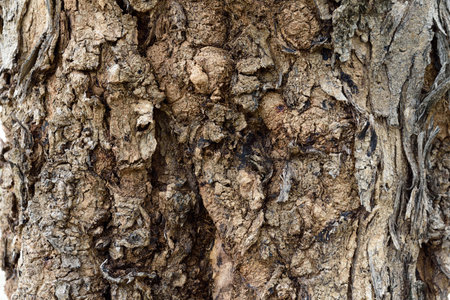 rind tree,A different pattern of trees.