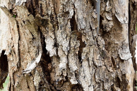 rind tree,A different pattern of trees.の写真素材