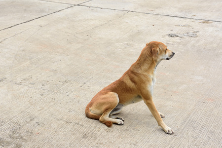 lonely Dog Thai dog on the floorの写真素材