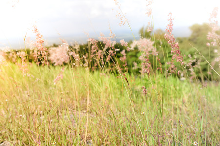 Lea summer of Thailand colorful.の写真素材