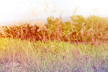 Lea summer of Thailand colorful.の写真素材