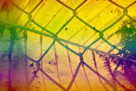 Beautiful colors of autumn leaves.の写真素材