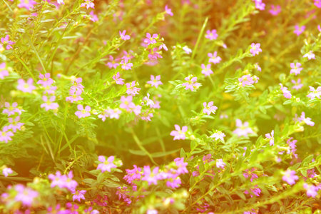 beautiful garden flowers,Summer daytimeの写真素材