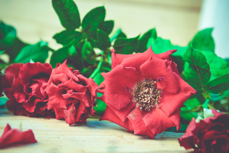 Red roses,soft focusの写真素材