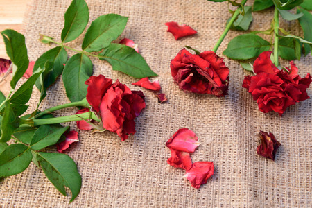 Red roses,soft focusの写真素材