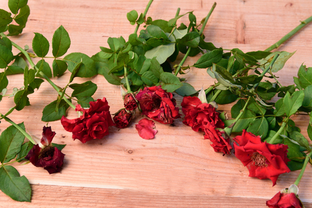Red roses,soft focusの写真素材