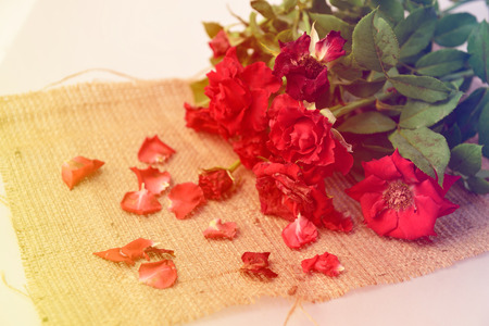 Red roses,soft focusの写真素材