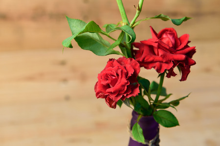 Red roses,soft focusの写真素材