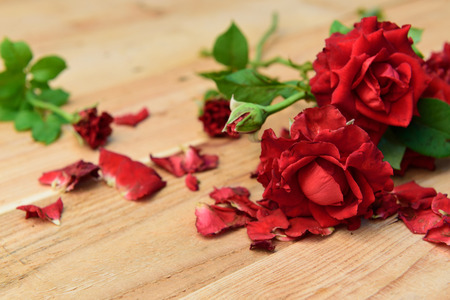 Red roses,soft focusの写真素材